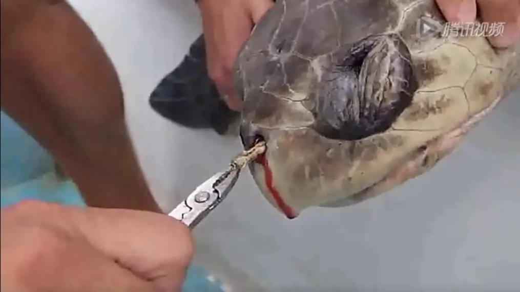 Scientists are helping sea turtles remove plastic straws | Tencent video