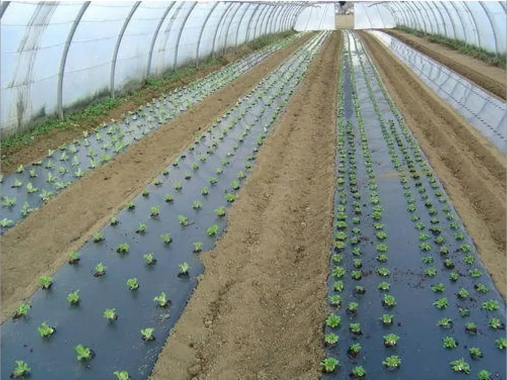 In cucumber cultivation, PBAT, PBS and PLA film coating can increase yields more than PE!